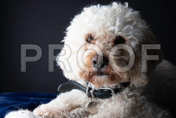 AlbanePhoto-9
